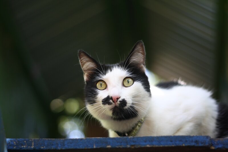 black and white cat with green eyes