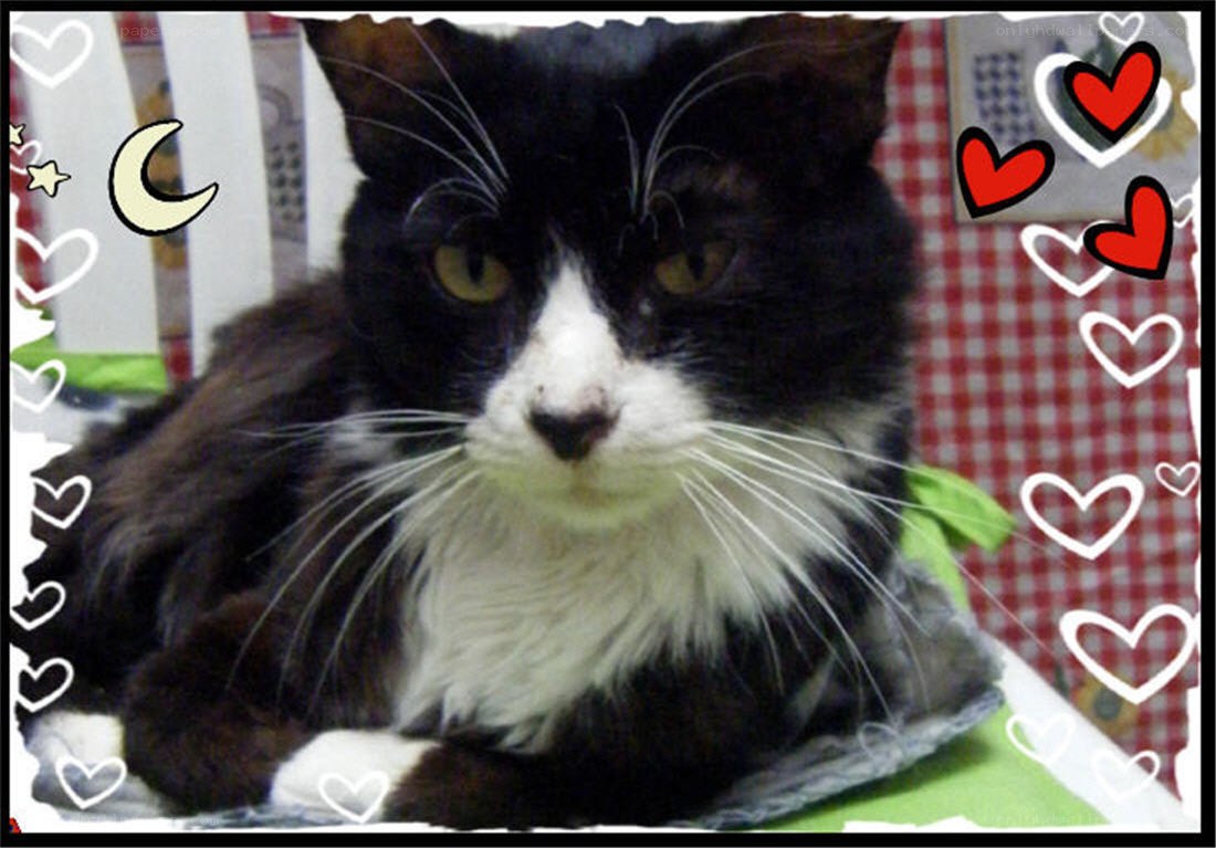 black and white cat with hearts