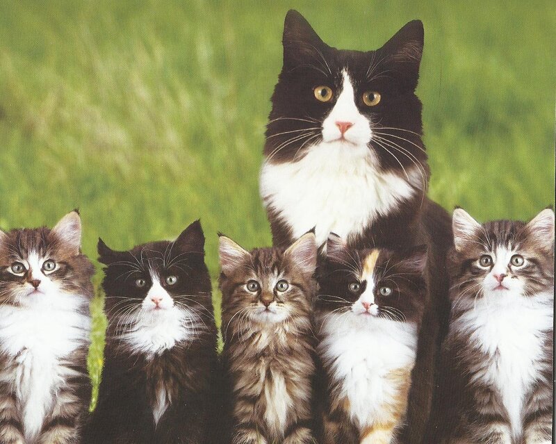 Black and White Cat with Kittens