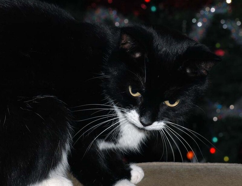 black and white cat with lights