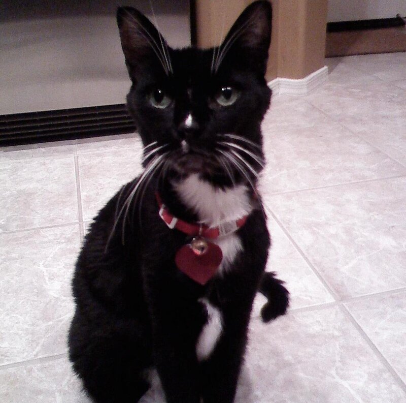 black and white cat with red collar