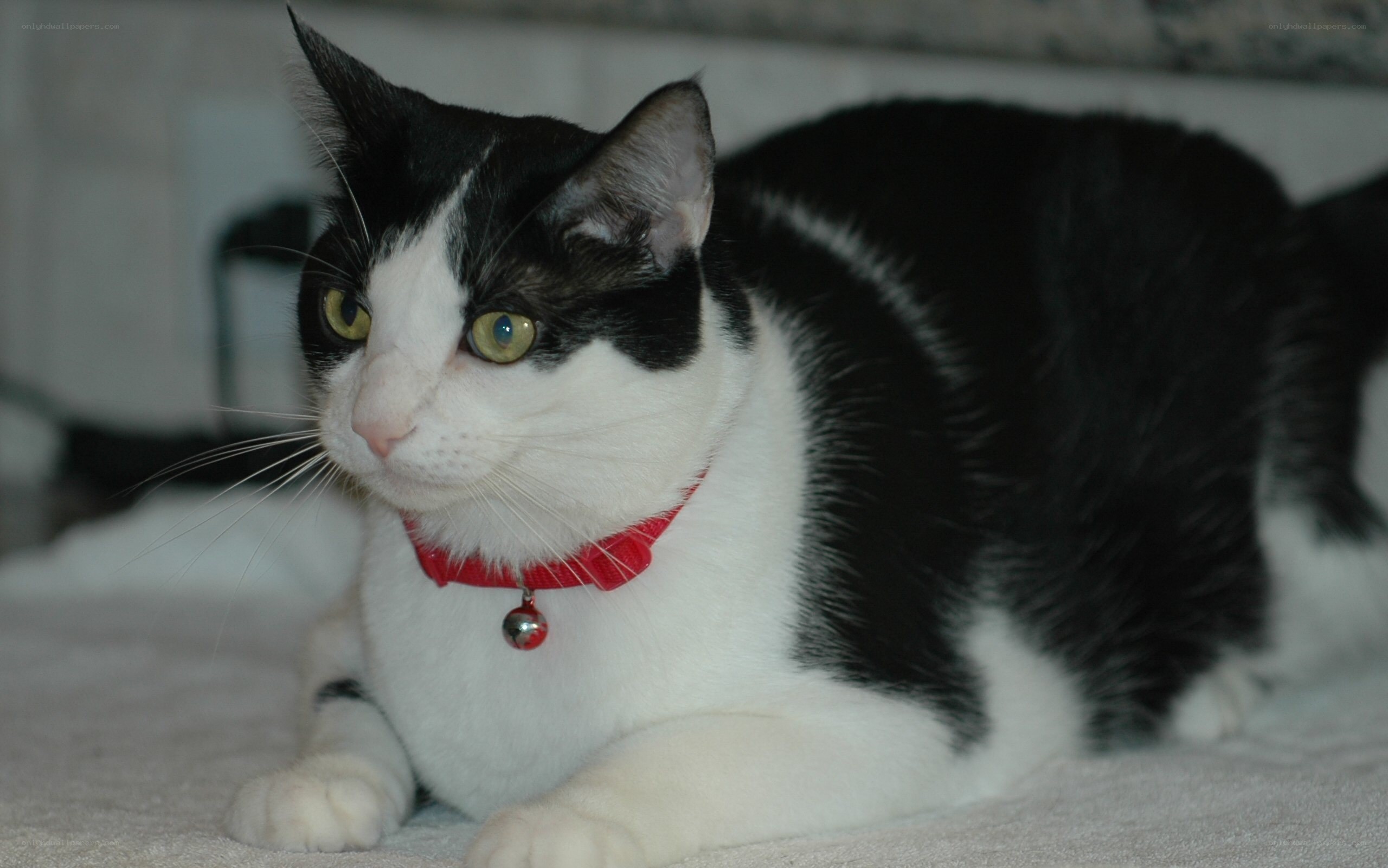 black and white cat with red collar