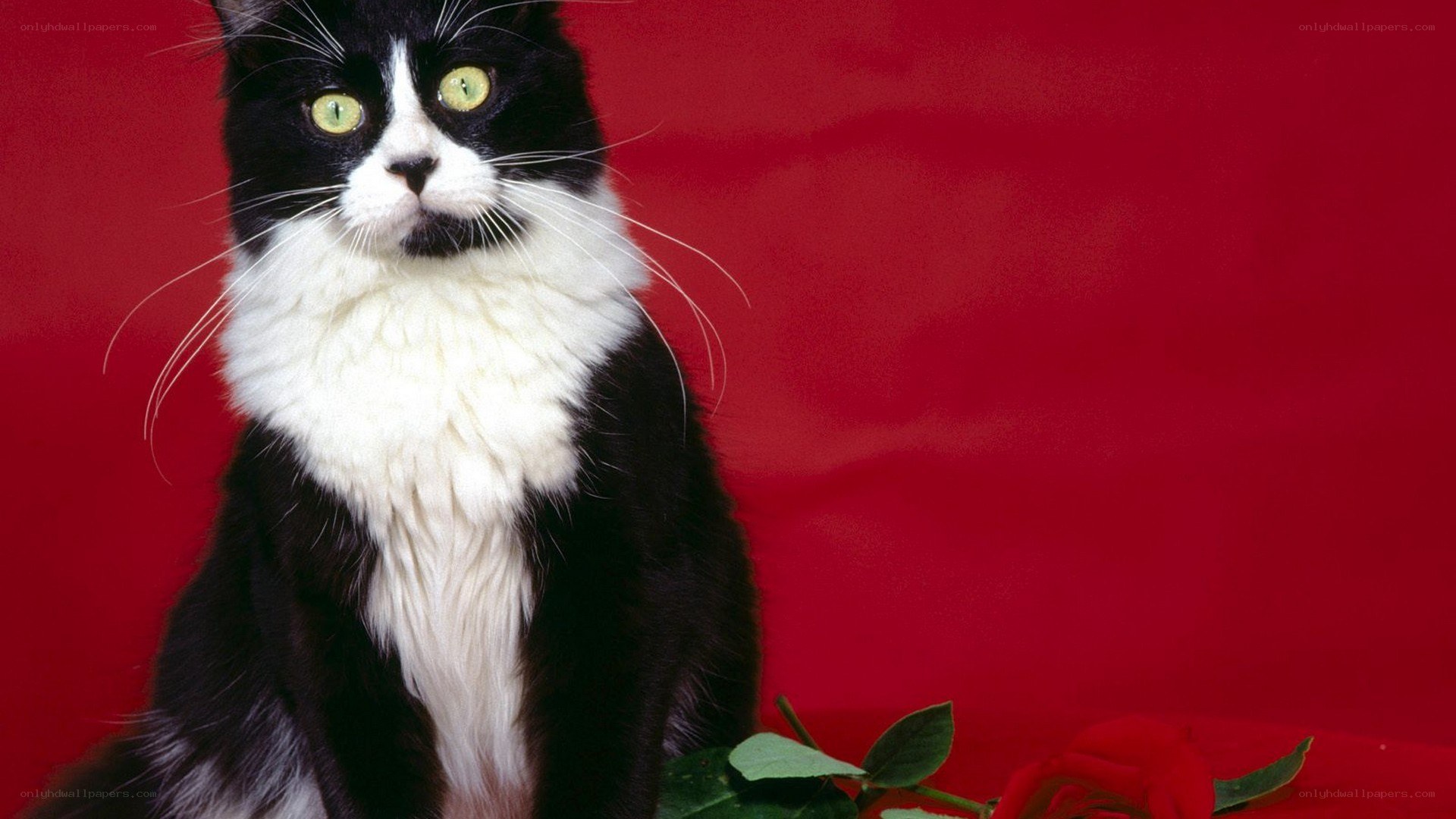 black and white cat with rose