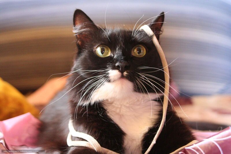 black and white cat with string