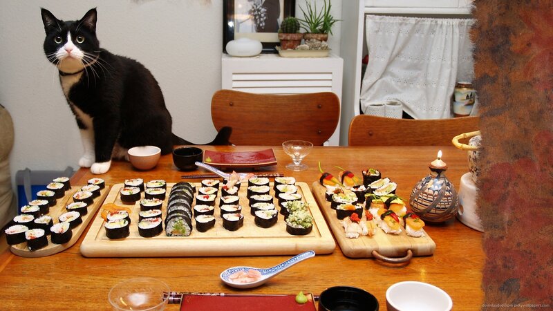 Black and White Cat with Sushi