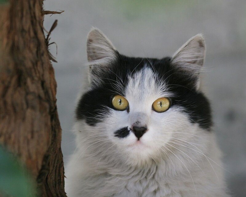 black and white cat with yellow eyes
