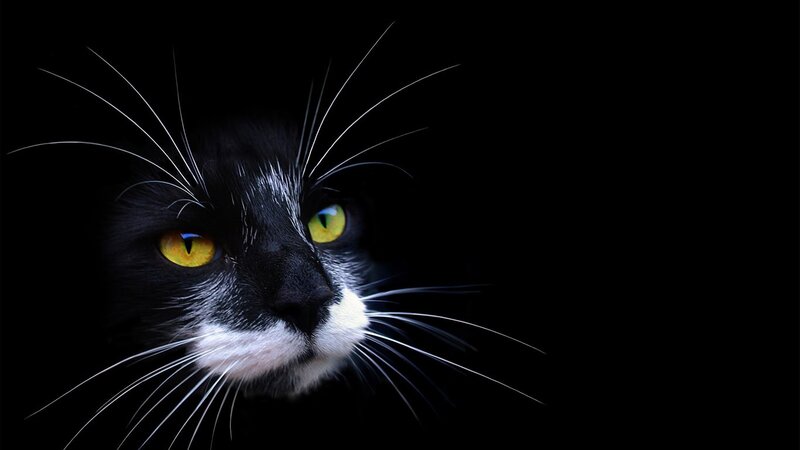 black and white cat with yellow eyes