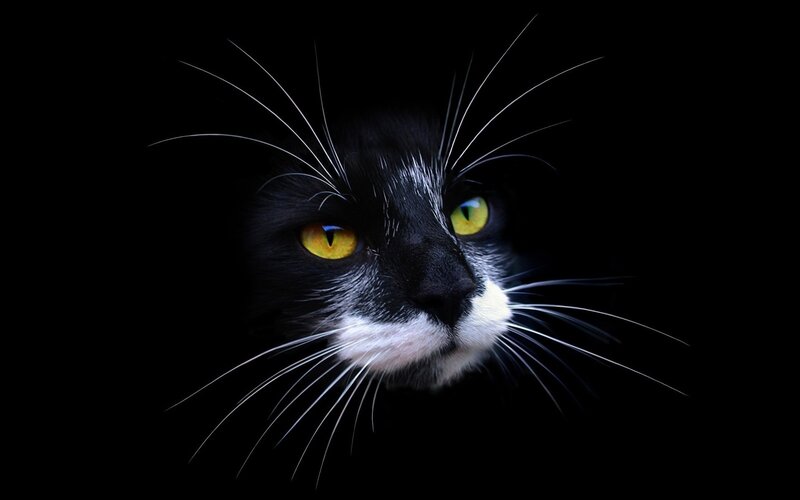 black and white cat with yellow eyes