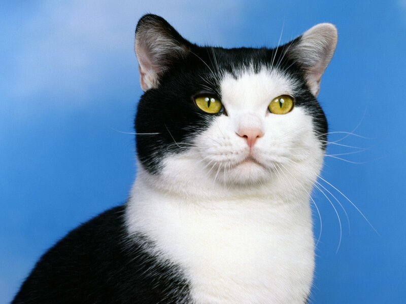 black and white cat with yellow eyes