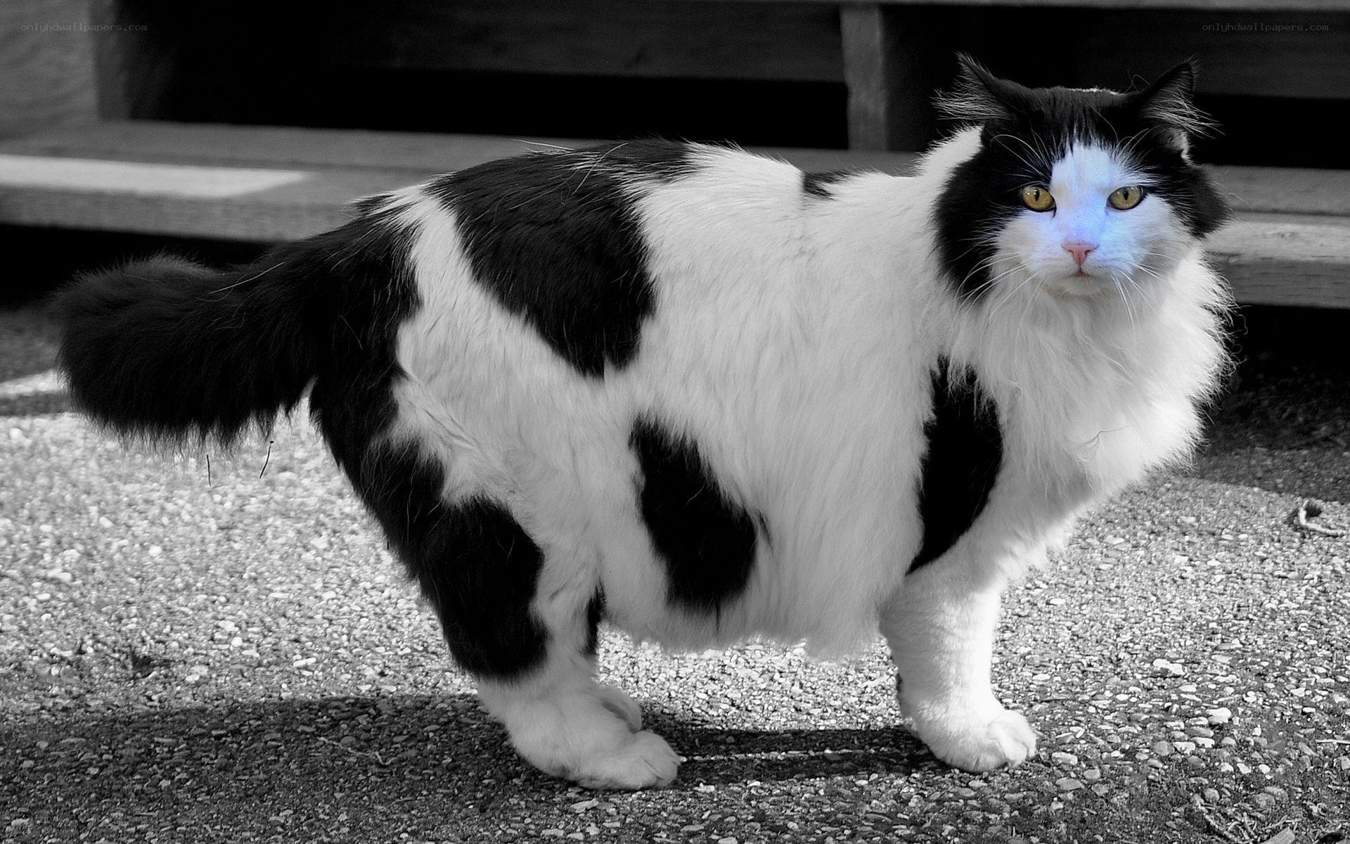 black and white cat with yellow eyes