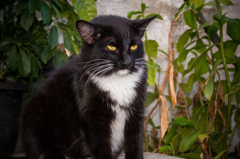 black and white cat with yellow eyes