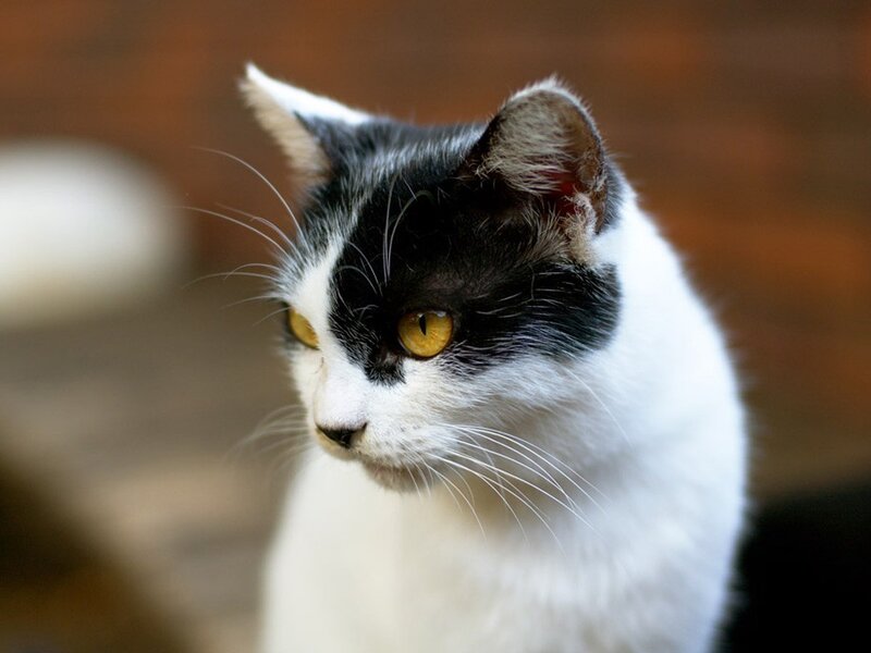black and white cat with yellow eyes