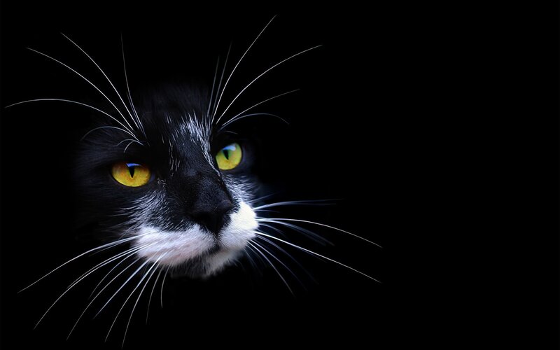 black and white cat with yellow eyes