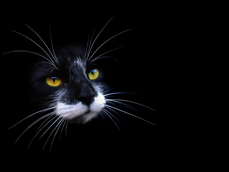 black and white cat with yellow eyes