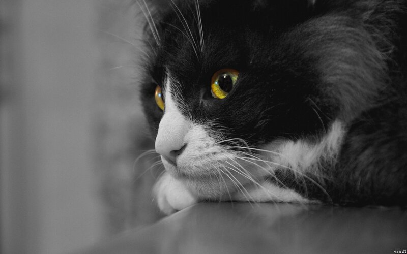 black and white cat with yellow eyes