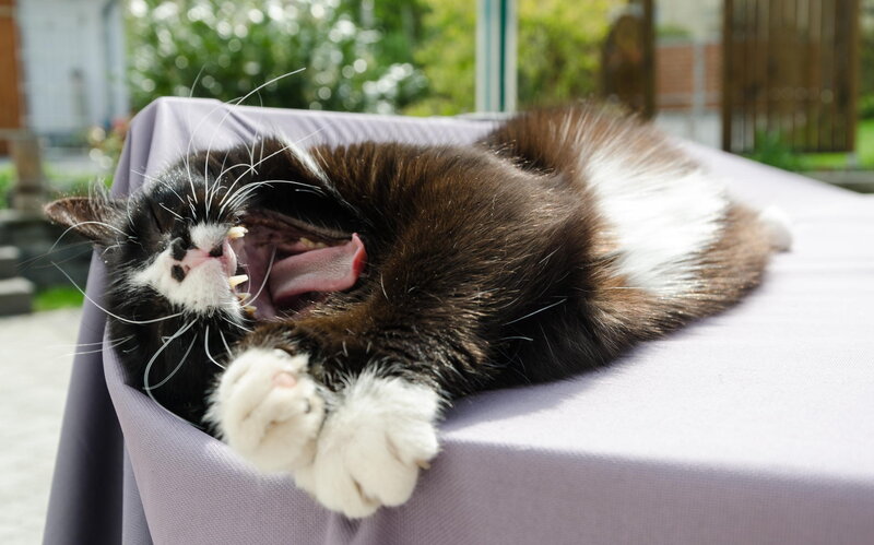 Black and White Cat Yawning — Brown