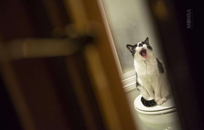 Black and White Cat Yawning — Calm, Night