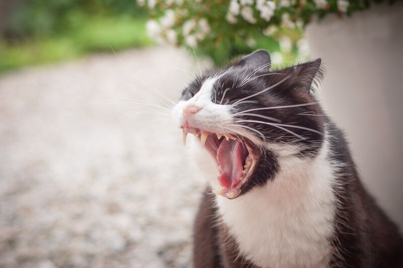 Black and White Cat Yawning — Calm