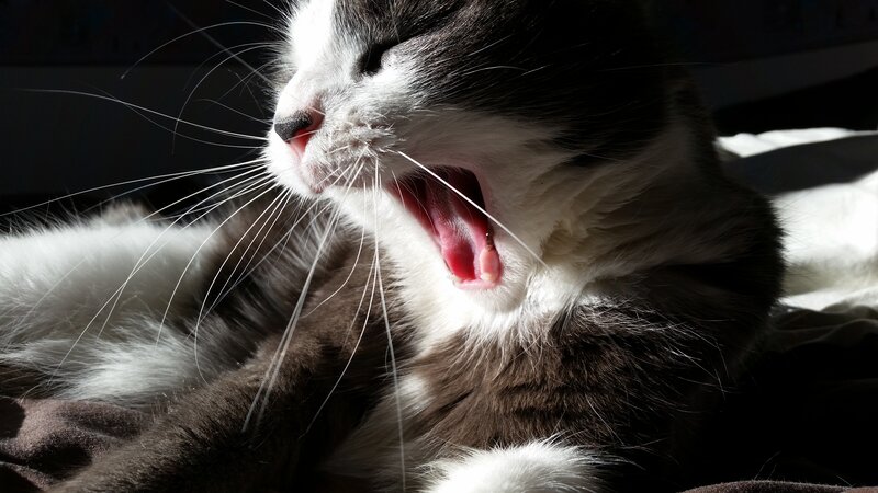 Black and White Cat Yawning — Dramatic