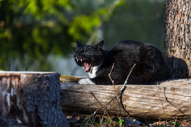 Black and White Cat Yawning — Natural