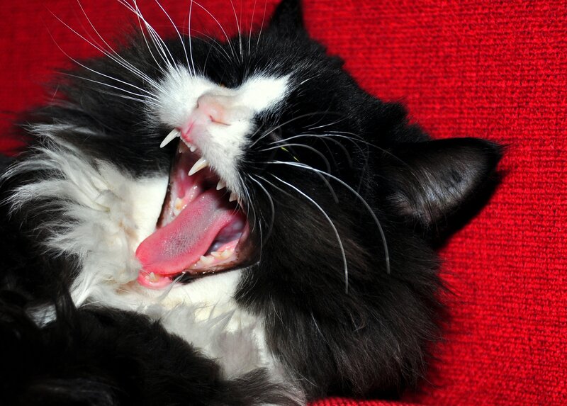 Black and White Cat Yawning — Red