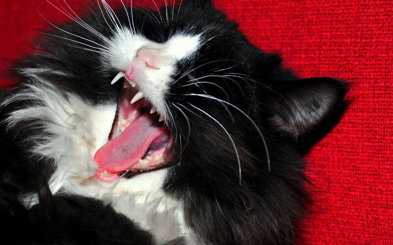 Black and White Cat Yawning — Relaxed