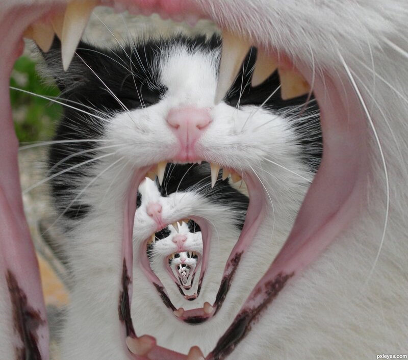 Black and White Cat Yawning