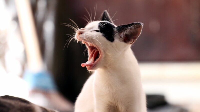 Black-and-white Cat Yawning — White