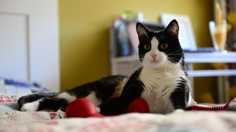 Black and White Cat — Yellow, Calm, Afternoon