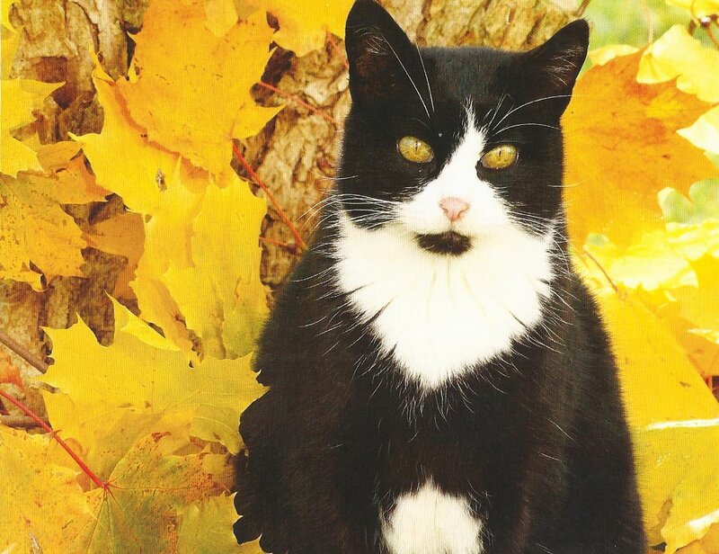 Black and White Cat — Yellow, Calm, Autumn
