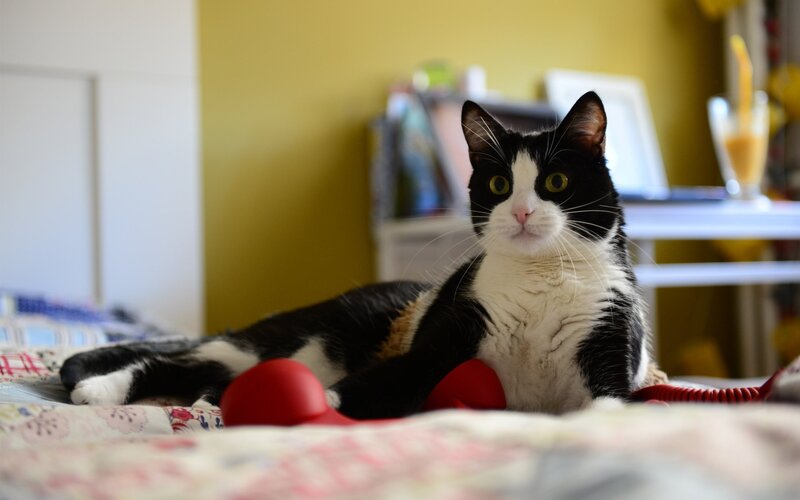 Black and White Cat — Yellow, Calm, Morning
