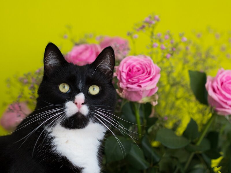 Black and White Cat — Yellow, Calm, Photograph, Pink Roses