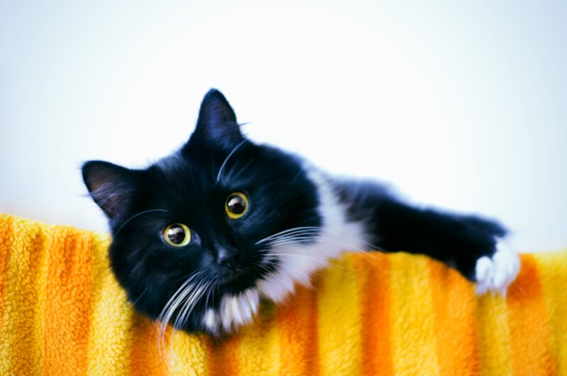 Black and White Cat — Yellow, Calm, Photograph