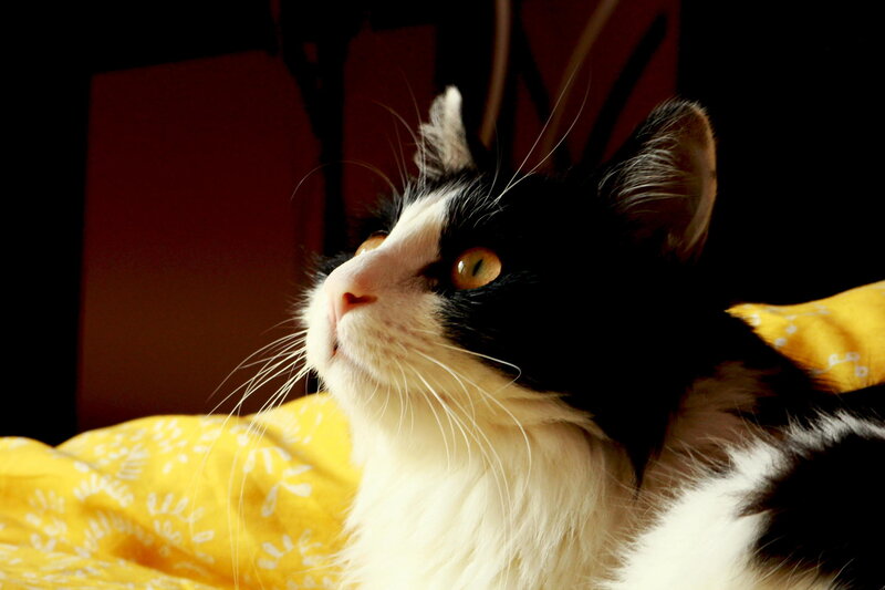 Black and White Cat — Yellow, Calm, Photograph, Yellow Blanket