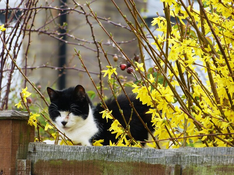 Black and White Cat — Yellow, Calm, Spring, Photograph