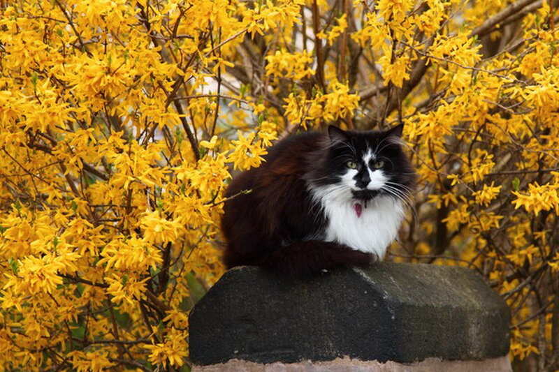 Black and White Cat — Yellow, Calm, Spring