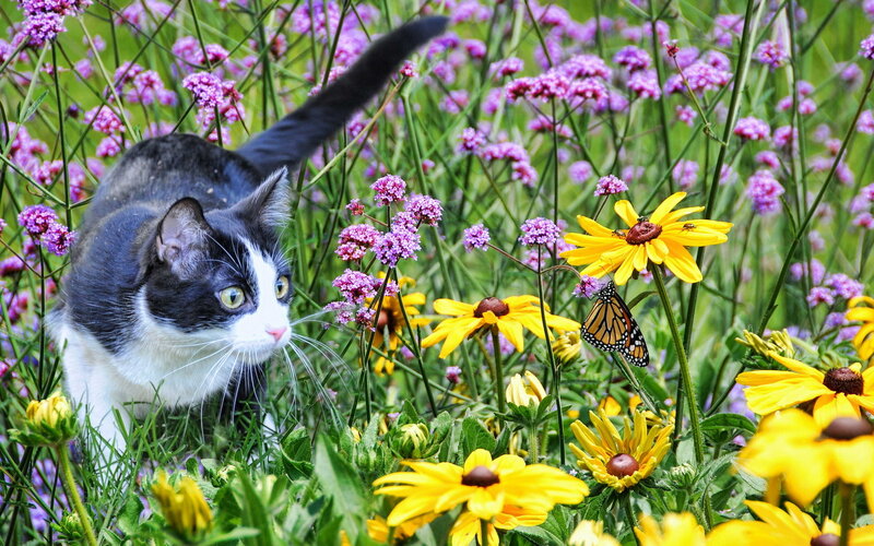 Black and White Cat — Yellow, Calm, Summer