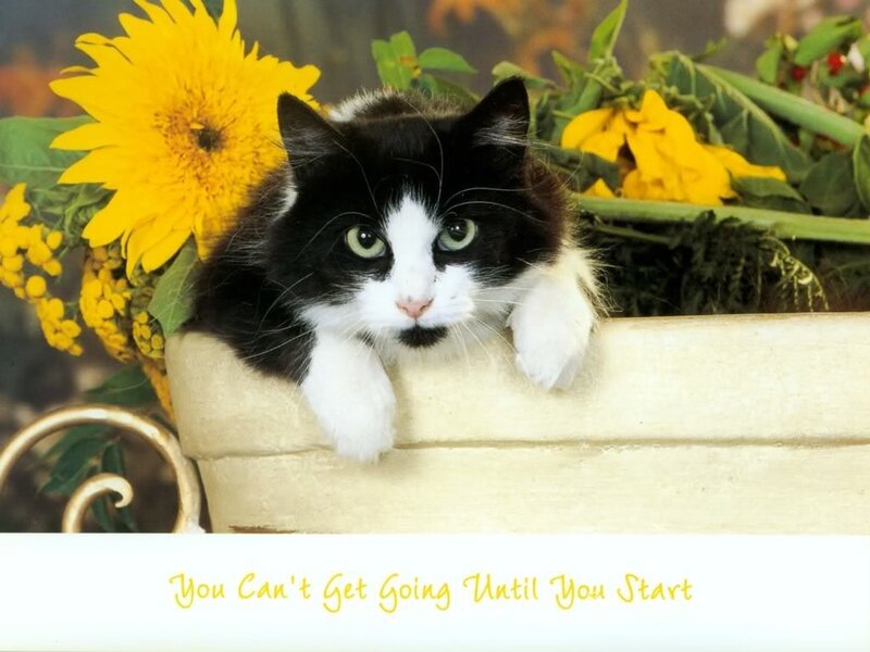 Black and White Cat — Yellow, Calm