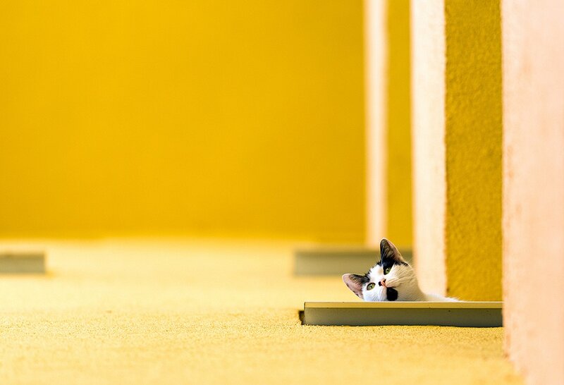 Black and White Cat — Yellow, Curious, Photograph