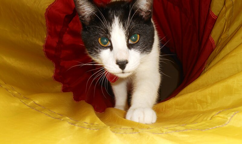 Black and White Cat — Yellow, Curious, Photograph, Tunnel