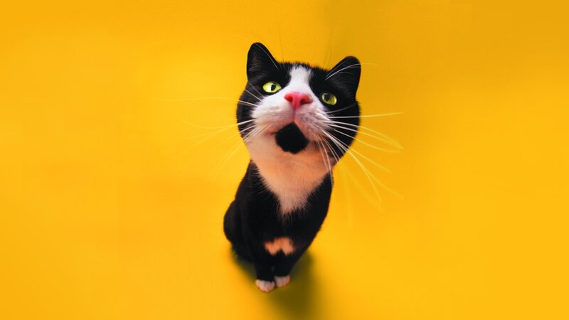 Black and White Cat — Yellow, Curious