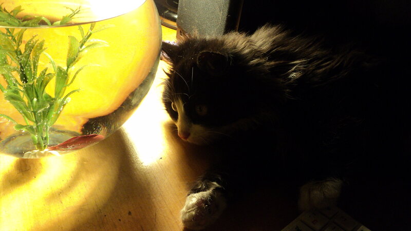 Black and White Cat — Yellow, Dramatic