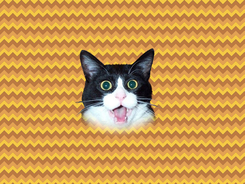 Black and White Cat — Yellow, Playful, Digital Art