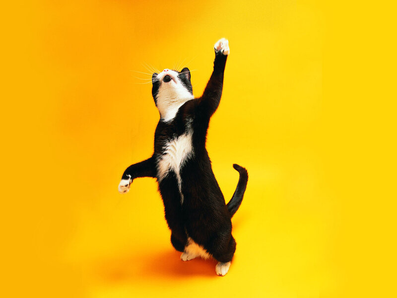 Black and White Cat — Yellow, Playful, Photograph