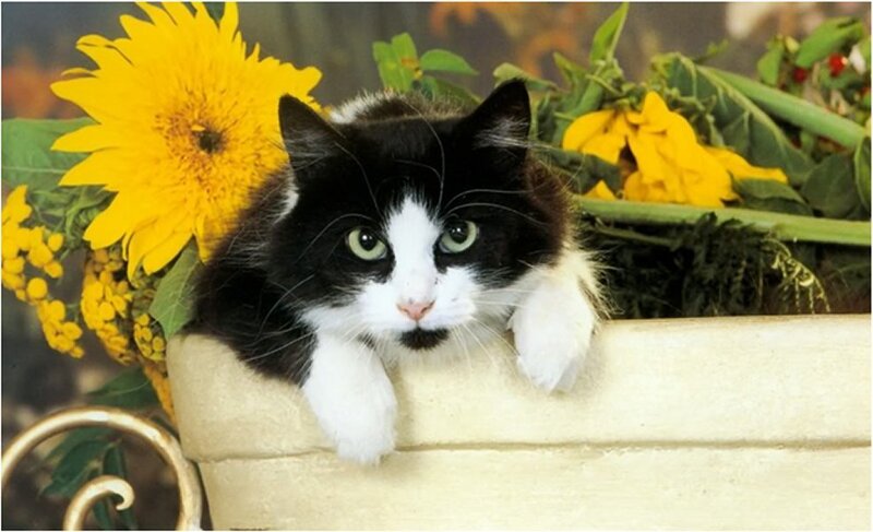Black and White Cat — Yellow