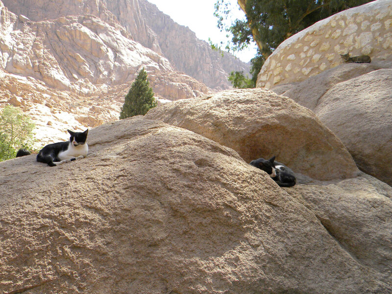 Black and White Cats — Brown
