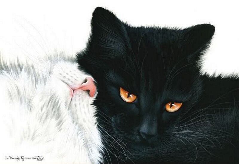 Black and White Cats — Calm