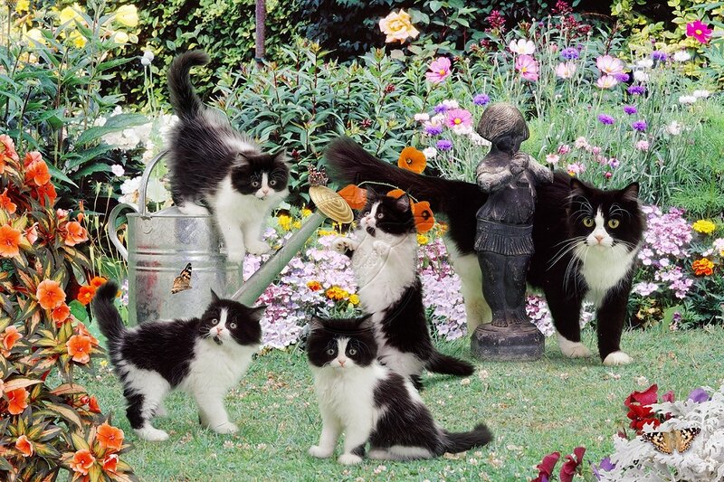 Black and White Cats in Garden — Green