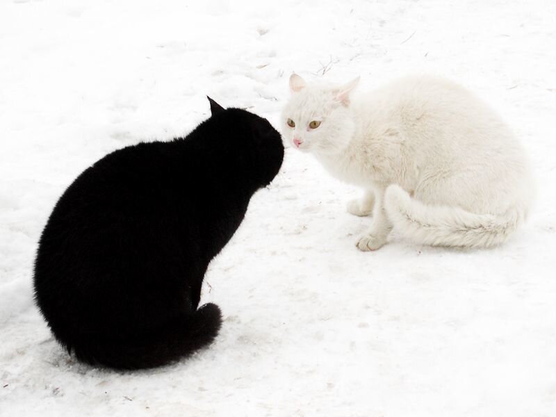 black and white cats in snow
