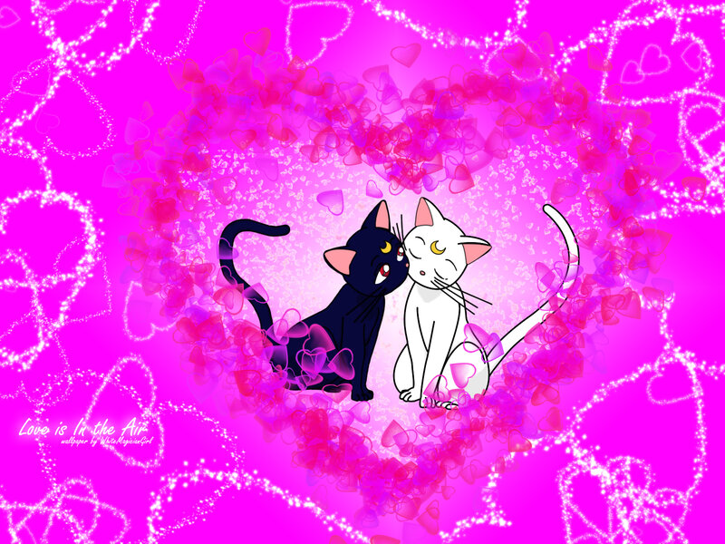 Black and White Cats